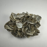 Cluster of silvery gray muscovite crystals forming layered, reflective sheets with a few transparent aquamarine crystals embedded, viewed against a plain light background.