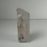 Single terminated pink spodumene kunzite crystal standing upright against a plain gray background with natural striations and subtle color variations.
