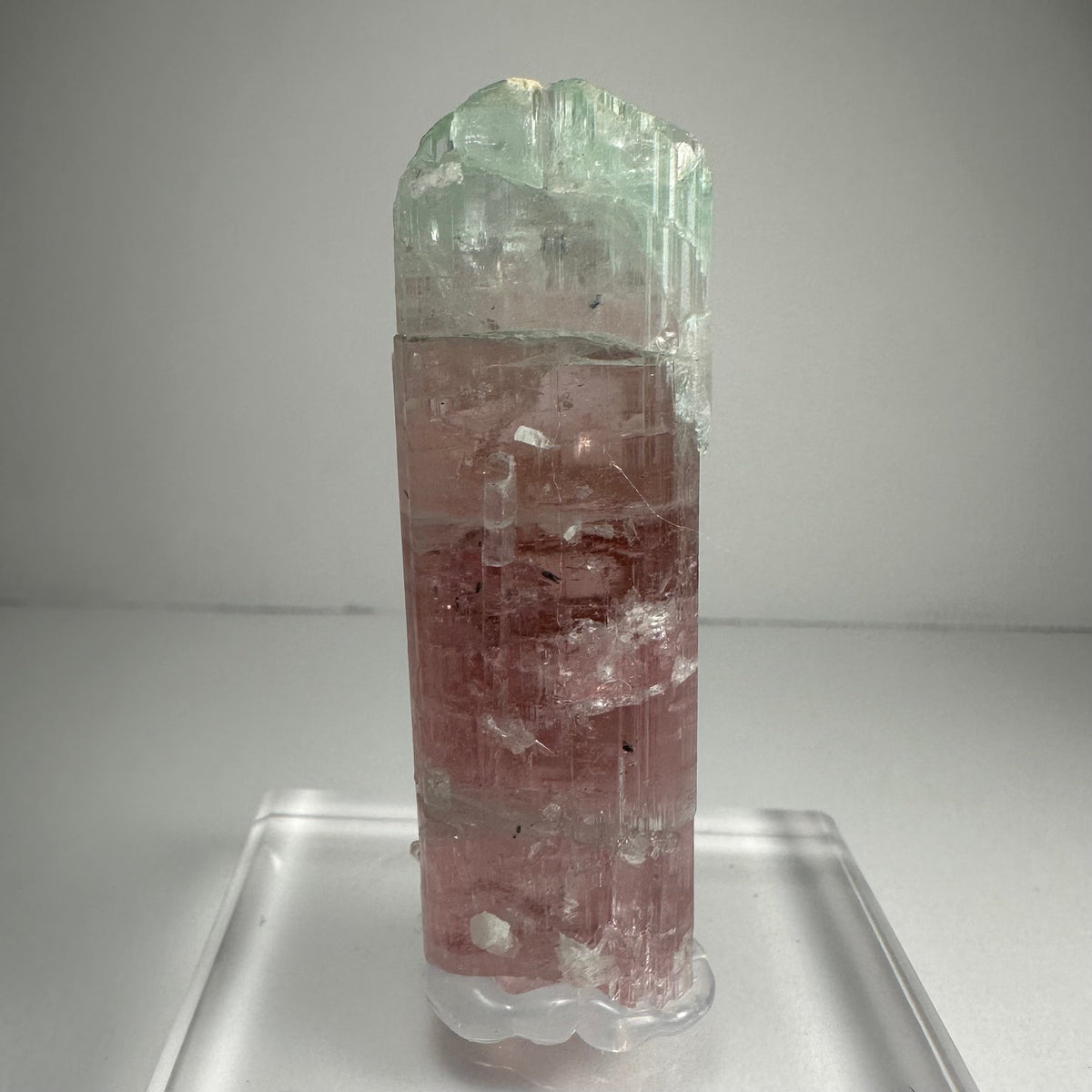 Transparent watermelon tourmaline crystal with a green upper section and pink lower section standing upright on a clear acrylic base