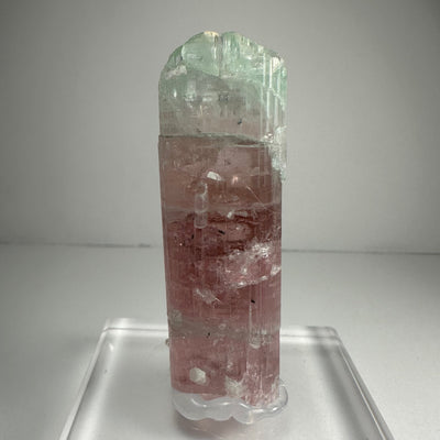 Watermelon Tourmaline by Rare Earth Gallery - main product image for Resin Society