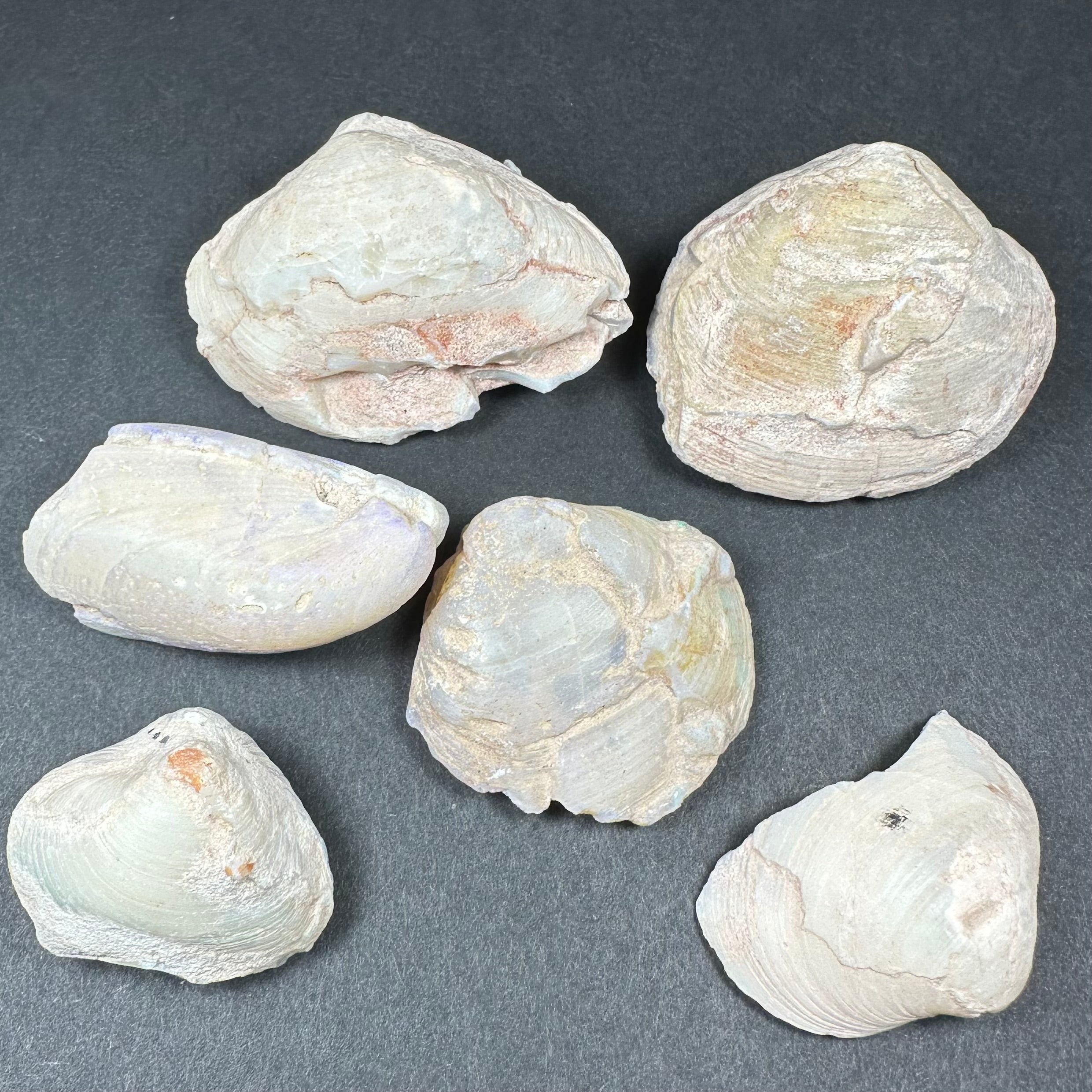 Natural opalized clam shell fossil showing raw texture and subtle shifting rainbow colors