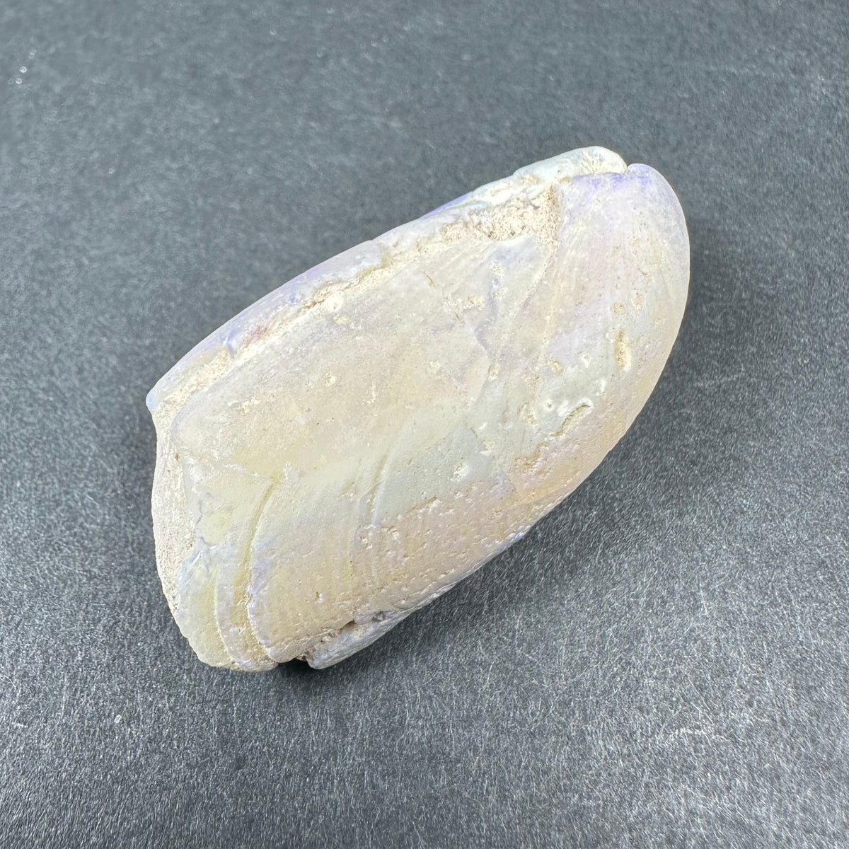 Light beige natural opalized clam shell with subtle iridescent purple and blue hues on a gray textured surface.