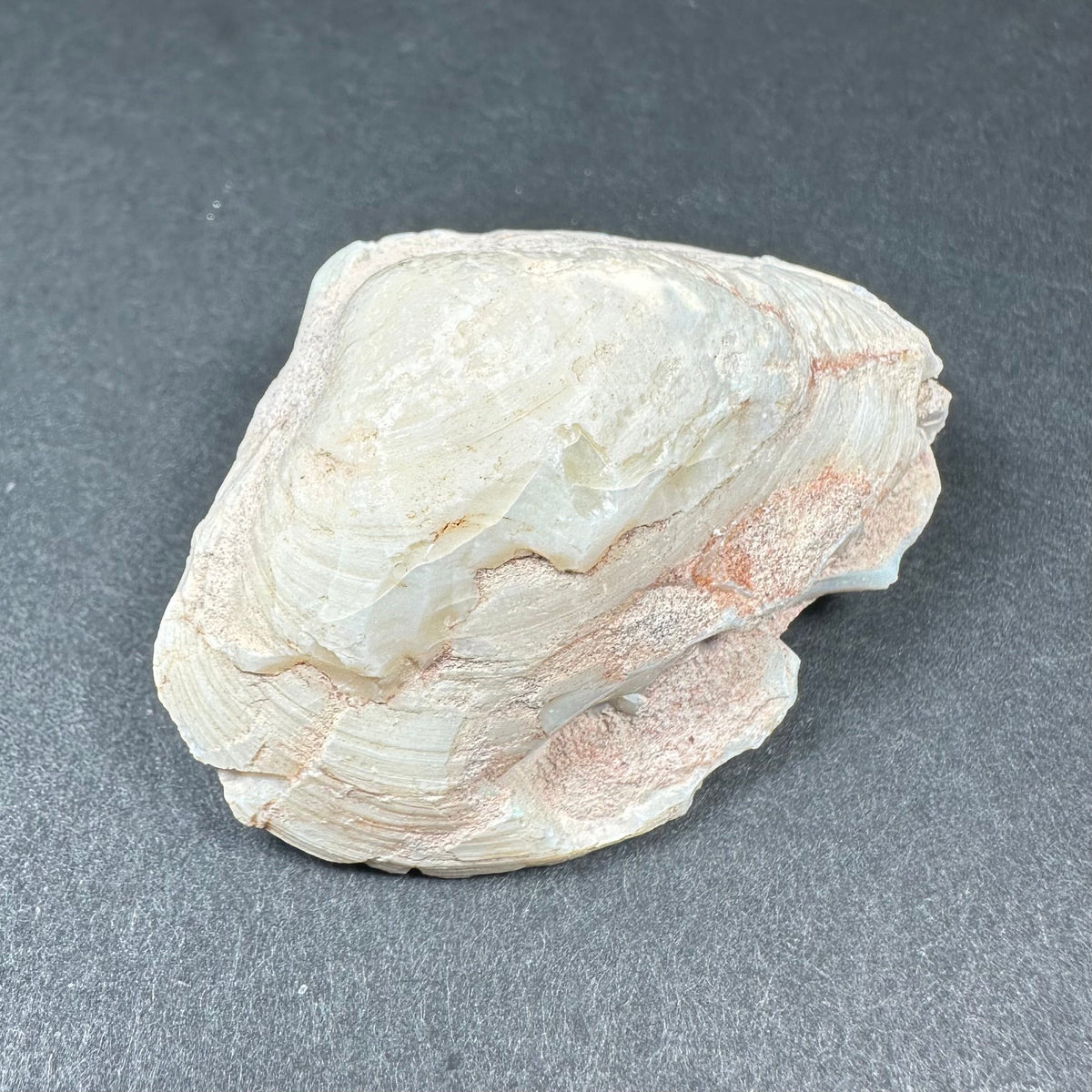 Irregular natural clam shell with opalized white and pale peach textured surface on a black background.