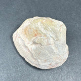 Close-up of a natural clam shell with layered ridges and subtle hints of orange and green patina, resting on a dark textured surface.