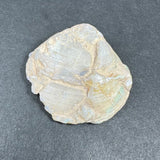 Close-up of a natural opalized clam shell with off-white, beige, and subtle iridescent blue-green areas on a dark gray background.