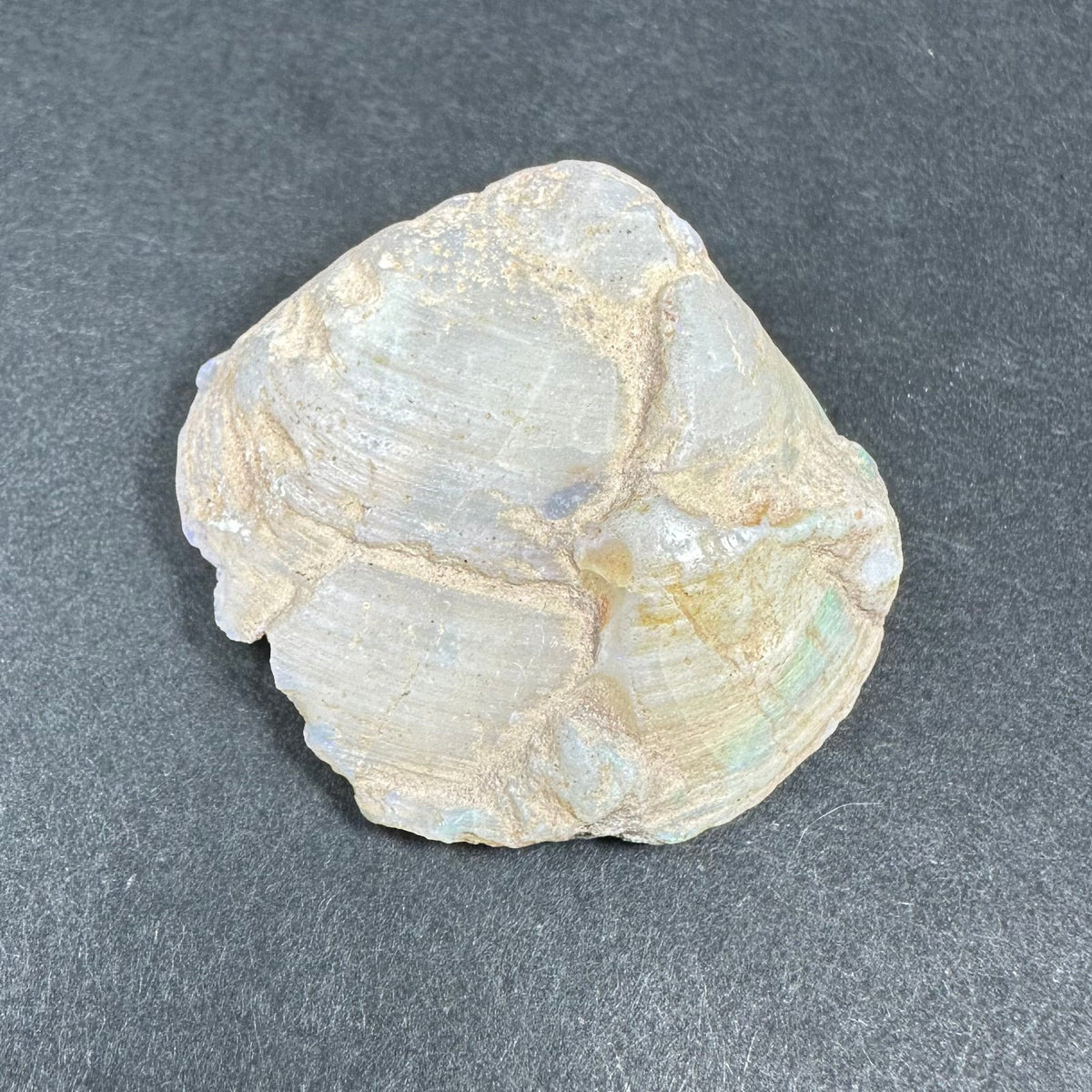 Close-up of a natural opalized clam shell with off-white, beige, and subtle iridescent blue-green areas on a dark gray background.