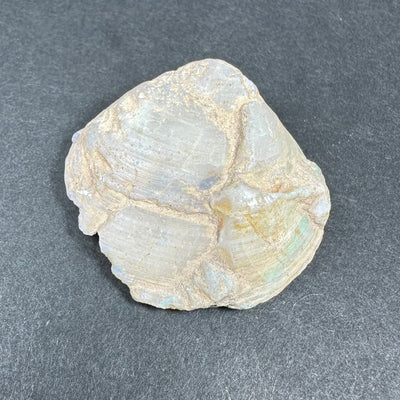 Natural Opalized Clam Shell
