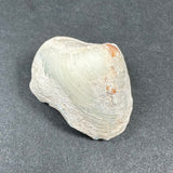Natural clam shell with a rough textured off-white surface and faint orange spots, resting on a dark gray background.