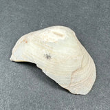 Off-white opalized clam shell with subtle ridges and a slight iridescent sheen, resting on a dark textured surface.