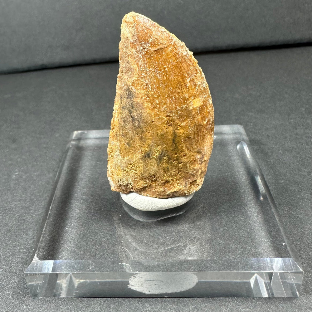 Brown fossilized Carcharodontosaurus tooth with rough texture, standing upright on a clear square acrylic base against a dark background.