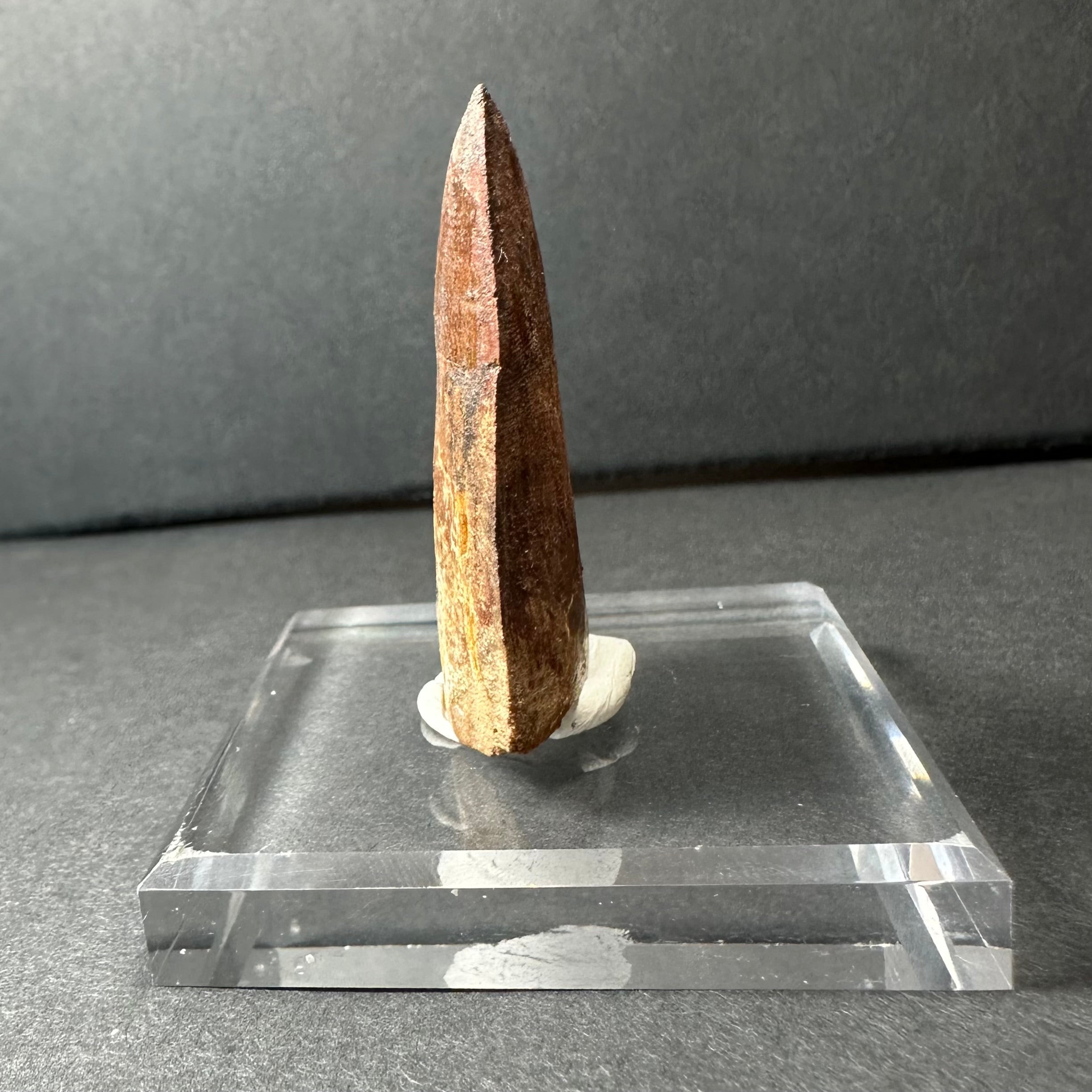 Carcharodontosaurus Tooth 1.9" from Morocco by Rare Earth Gallery - product image 2 for Resin Society