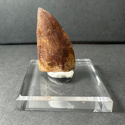 Carcharodontosaurus Tooth 1.9" from Morocco by Rare Earth Gallery - main product image for Resin Society