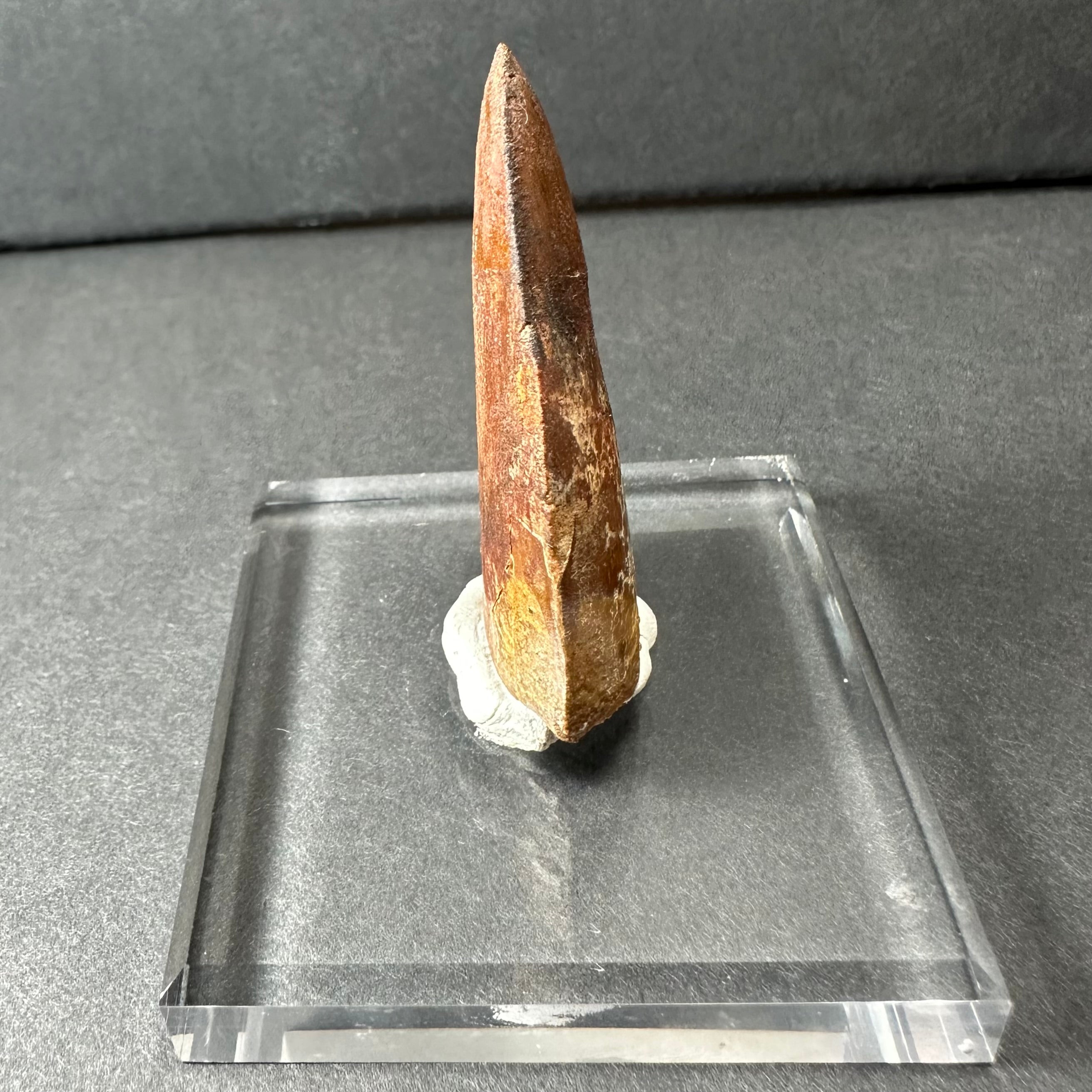 Carcharodontosaurus Tooth 1.9" from Morocco by Rare Earth Gallery - product image 5 for Resin Society
