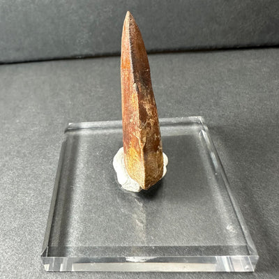 Carcharodontosaurus Tooth 1.9" from Morocco by Rare Earth Gallery - product image 5 for Resin Society
