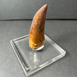 Brown fossilized dinosaur tooth with textured surface, mounted upright on a clear rectangular acrylic base against a gray background.