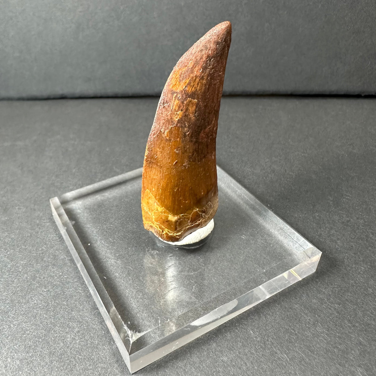 Brown fossilized dinosaur tooth with textured surface, mounted upright on a clear rectangular acrylic base against a gray background.