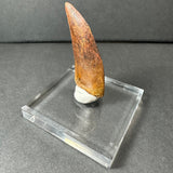 Brown fossilized Carcharodontosaurus tooth displayed vertically on a clear square acrylic base with gray putty against a dark gray background.