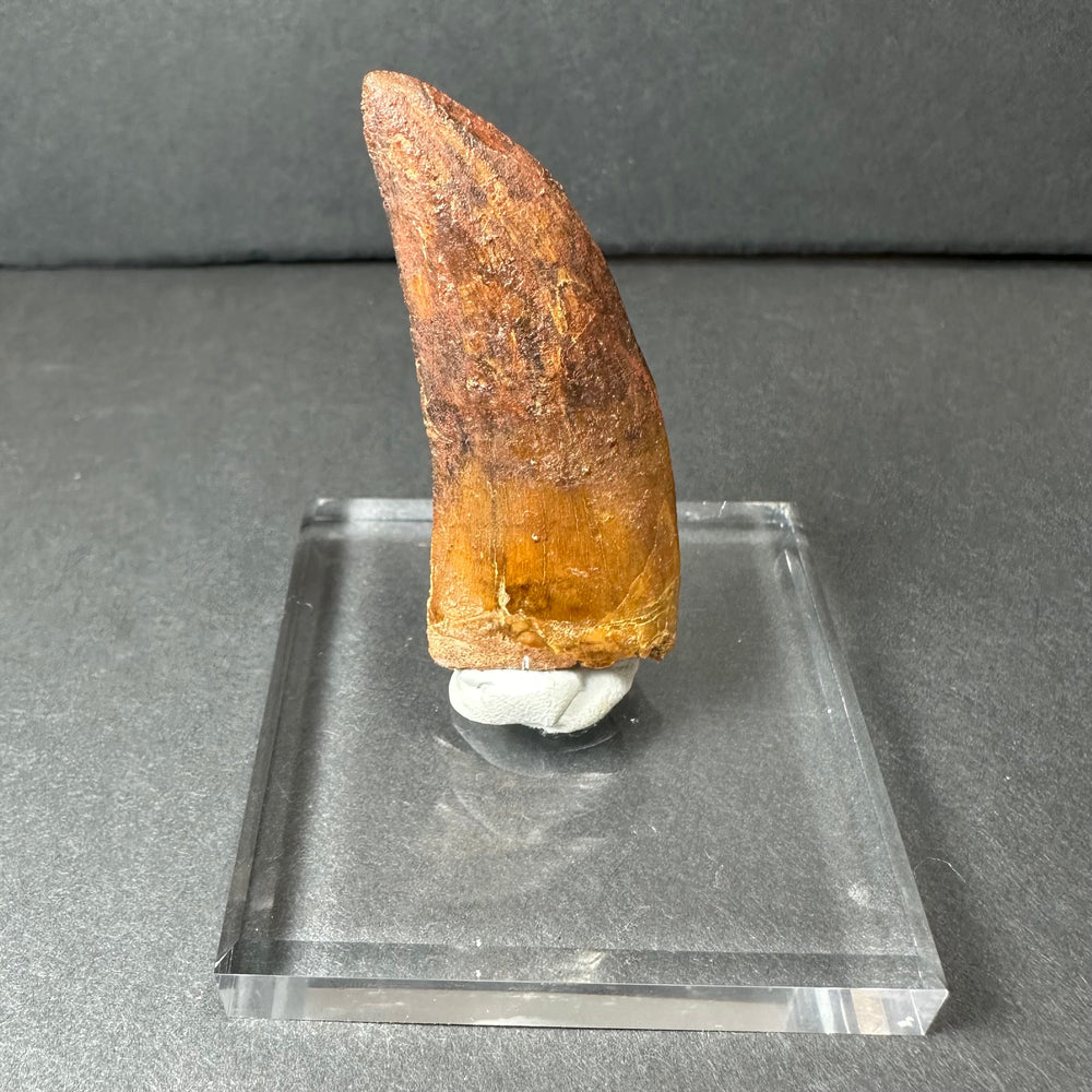 Brown, pointed Carcharodontosaurus dinosaur tooth displayed upright on a clear rectangular acrylic stand with gray background.