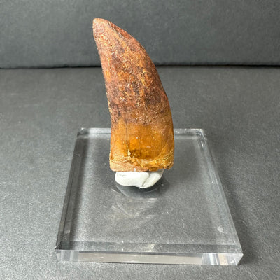Carcharodontosaurus Tooth 2" from Morocco by Rare Earth Gallery - main product image for Resin Society