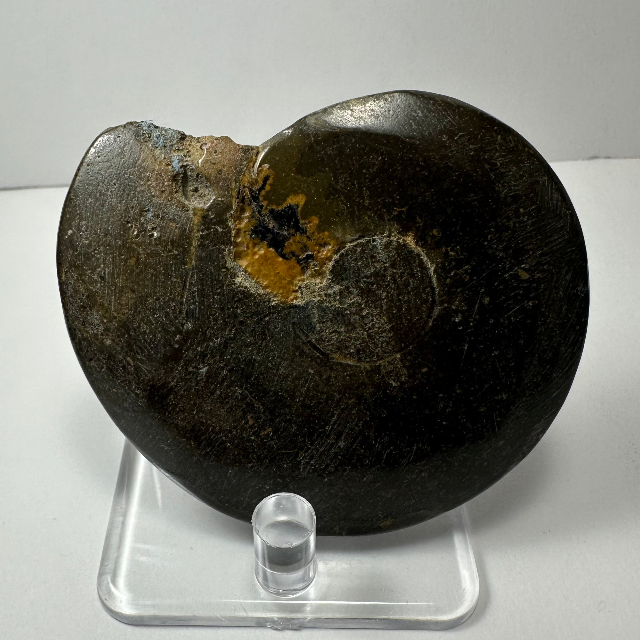 Close-up image of Ammonite Fossil from Morocco showing detailed shell spirals