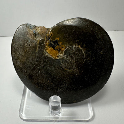 Close-up image of Ammonite Fossil from Morocco showing detailed shell spirals