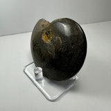 Dark brown, polished ammonite fossil with subtle concentric patterns and a chipped orange section, displayed upright on a clear acrylic stand against a white background.