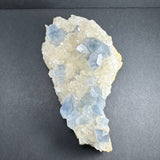 Cluster of pale blue celestite crystals intergrown with translucent off-white scalenohedral calcite on a dark gray surface