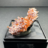 Crocoite mineral specimen featuring vibrant orange-red needle crystals protruding from a pale, irregular matrix base, displayed on a textured black platform.