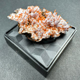 Crocoite on Matrix specimen in clear acrylic display case showing bright orange crystals on a dark rock base