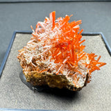 Bright orange crocoite crystals growing in clusters on a rough brown and white matrix base from Adelaide Mine, with elongated prismatic crystal shapes.