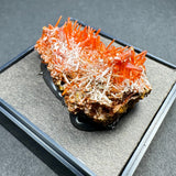 Bright orange needle-like crocoite crystals on a rough earthy brown matrix, displayed on a gray textured surface inside a black-edged box.