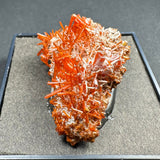 Cluster of vibrant orange crocoite crystals with rectangular prism shapes on a rough beige matrix base, displayed on a gray textured surface within a black frame.