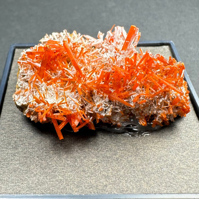Crocoite mineral specimen on matrix in an acrylic display case from Adelaide Mine, Dundas, Tasmania, Australia