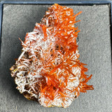 Cluster of bright orange, needle-like crocoite crystals densely growing on a rough, pale matrix surface, displayed on a dark gray background.
