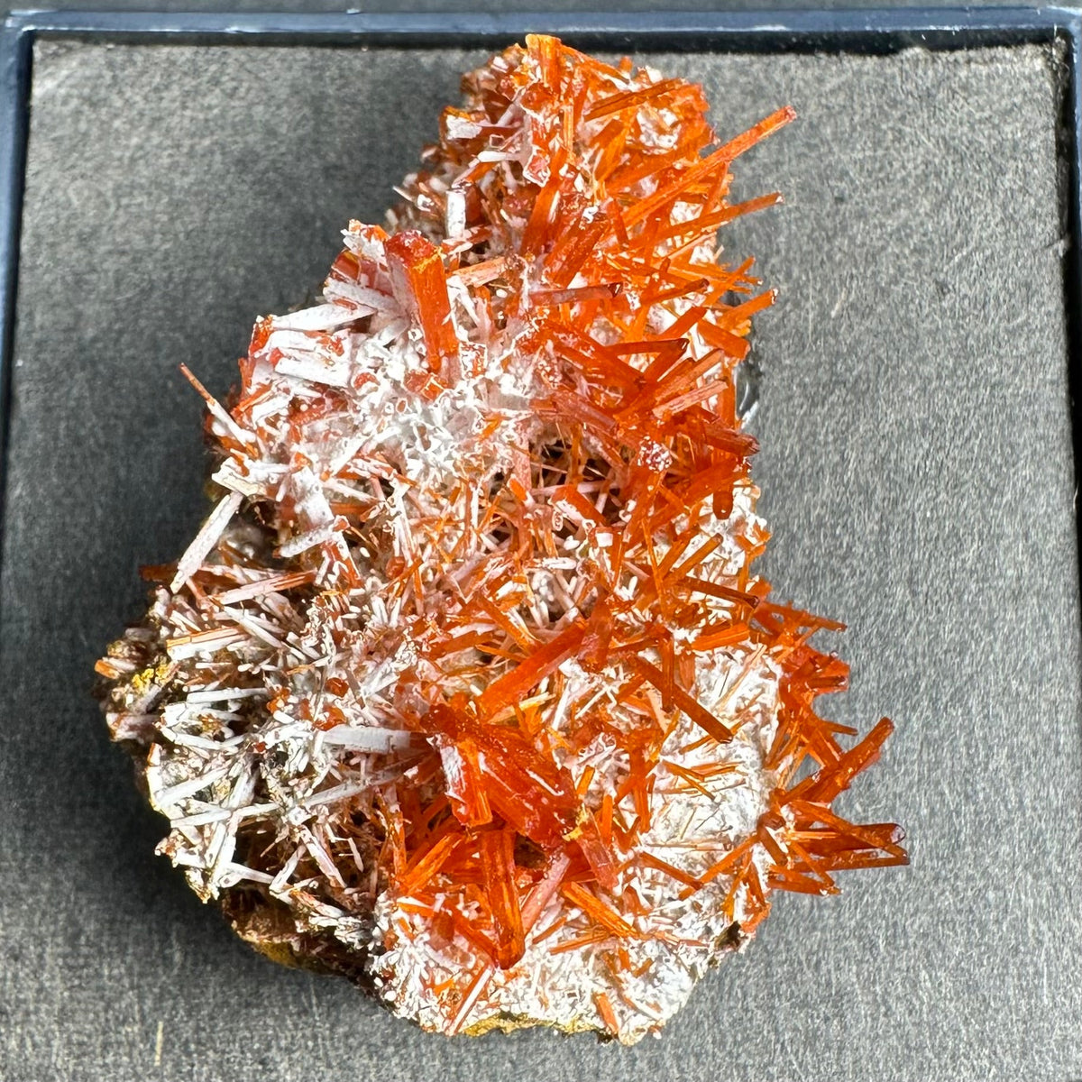 Cluster of bright orange, needle-like crocoite crystals densely growing on a rough, pale matrix surface, displayed on a dark gray background.