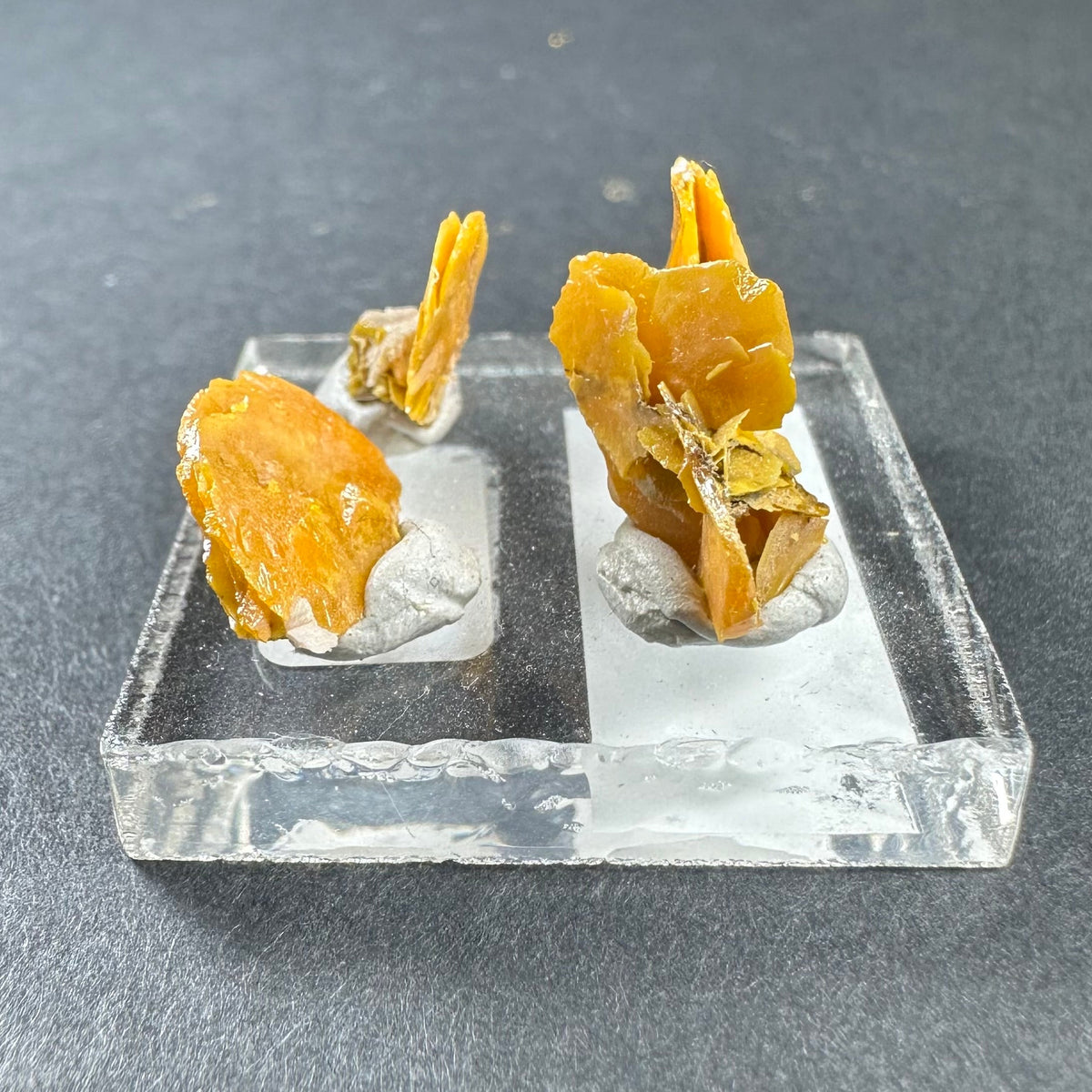 Two clusters of micro wulfenite crystals with orange-yellow tabular formations mounted on gray bases, displayed on a clear divided rectangular acrylic stand against a dark background.