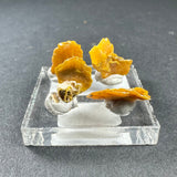 Four small, bright yellow-orange wulfenite crystal clusters mounted on white mineral bases arranged on a clear square acrylic display stand.
