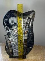 Curved black matrix sculpture with embedded white ammonite fossils, contrasted by a vertical yellow ruler showing approximate height.