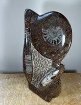 Polished dark brown matrix sculpture featuring embedded ammonite fossils with spiral patterns and a triangular etched section, standing upright on a wooden surface.