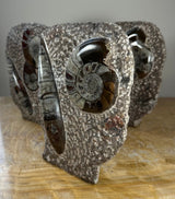 Three polished ammonite fossils embedded in gray matrix rock, showing spiral shell patterns with brown and black tones and a glossy finish.