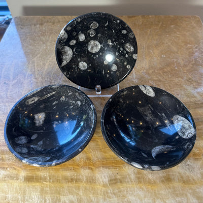Polished black limestone bowl displaying orthoceras fossils from Morocco