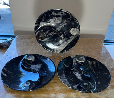 Polished black limestone plate with embedded Goniatite and Orthoceras fossils arranged in Yin-Yang pattern