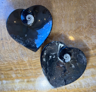 Polished black limestone decorative plate featuring ammonite and orthoceras fossils