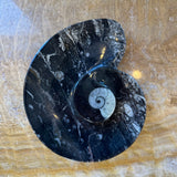 Close-up of a polished black limestone plate featuring a prominent spiral ammonite fossil with white and gray hues, displaying natural veining and organic texture.