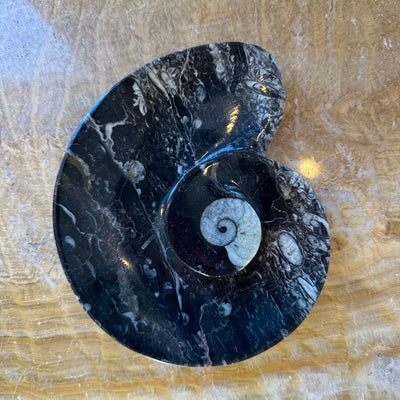 Ammonite & Orthoceras Fossils in Black Limestone Plate