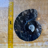 Polished black limestone plate with visible white ammonite fossil spiral, placed next to a yellow ruler for size reference on a textured surface.