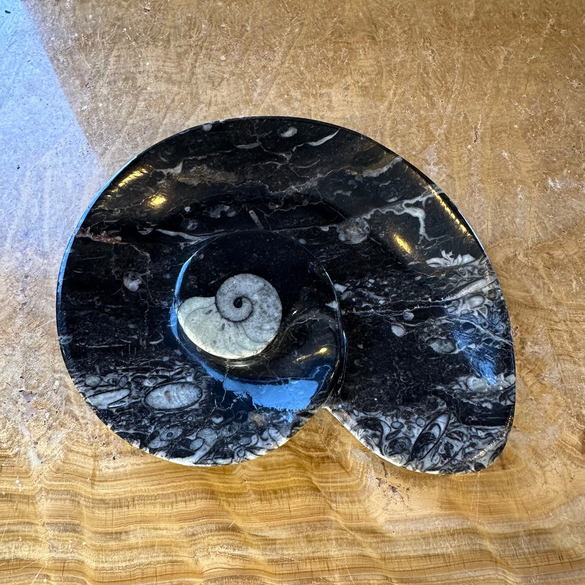 Black limestone plate shaped like an ammonite with visible white ammonite and orthoceras fossil patterns, resting on a textured light brown wood surface.