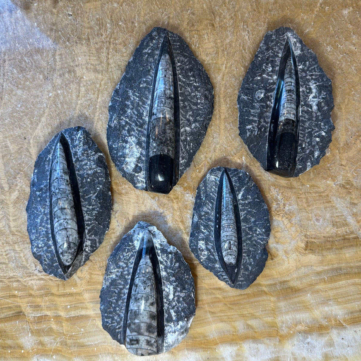Five orthoceras fossil specimens embedded in irregular black limestone pieces on a tan textured surface, showing elongated conical fossil shapes with visible chamber divisions.