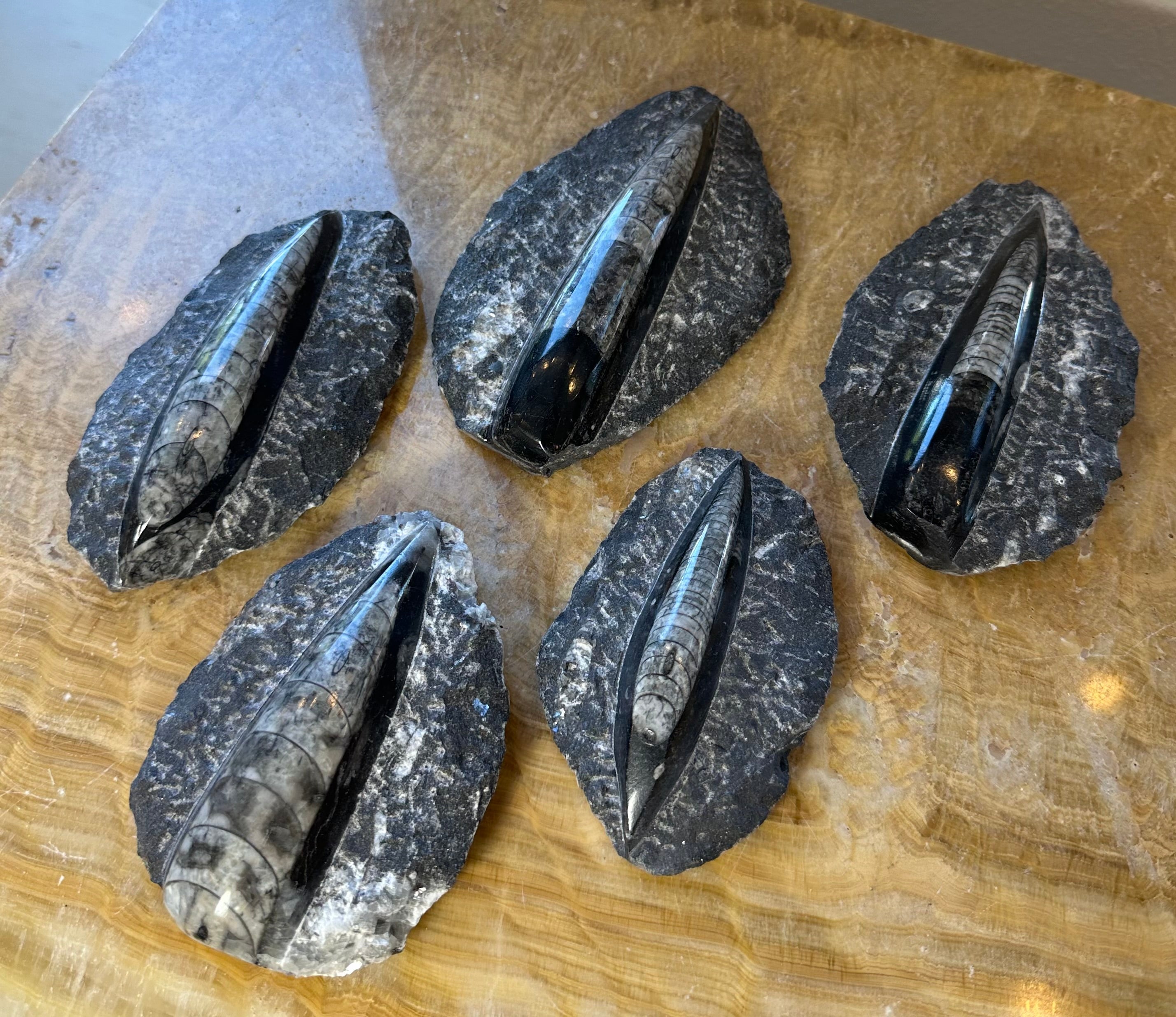 Polished Orthoceras fossil embedded in black limestone on display