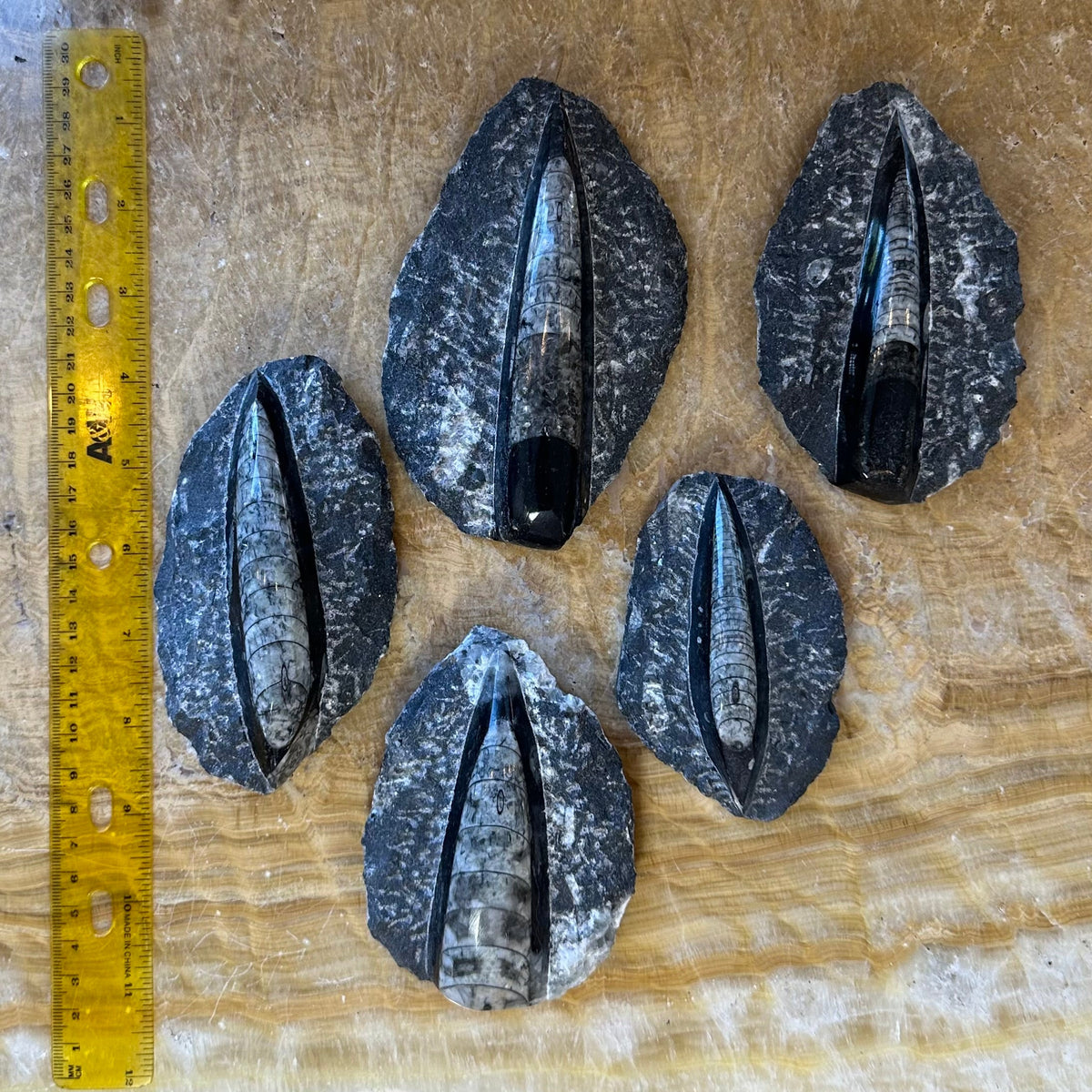 Five black limestone slices with embedded elongated orthoceras fossils arranged on a textured beige surface, accompanied by a yellow ruler showing their approximate size.